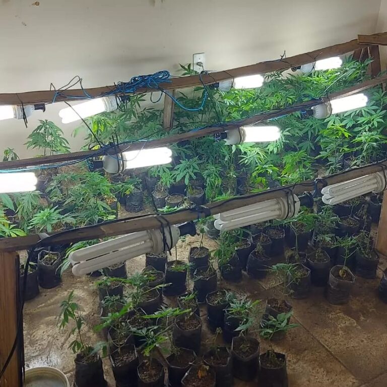Polícia de Guaratinguetá apreende 529 pés de maconha