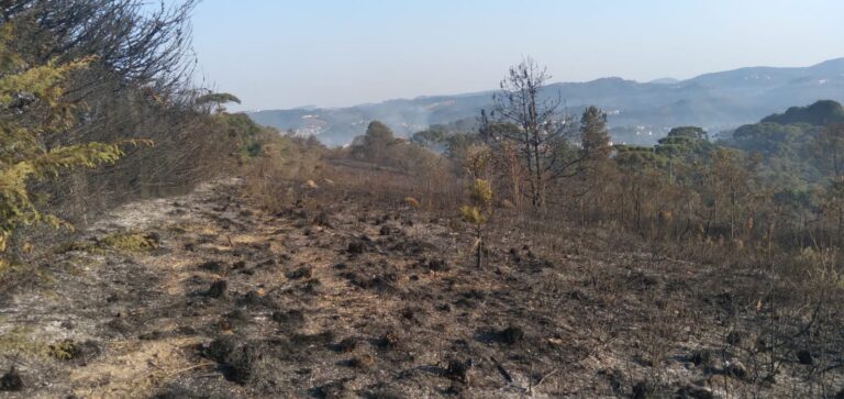 Incêndio de grandes proporções atinge Horto Florestal em Campos do Jordão