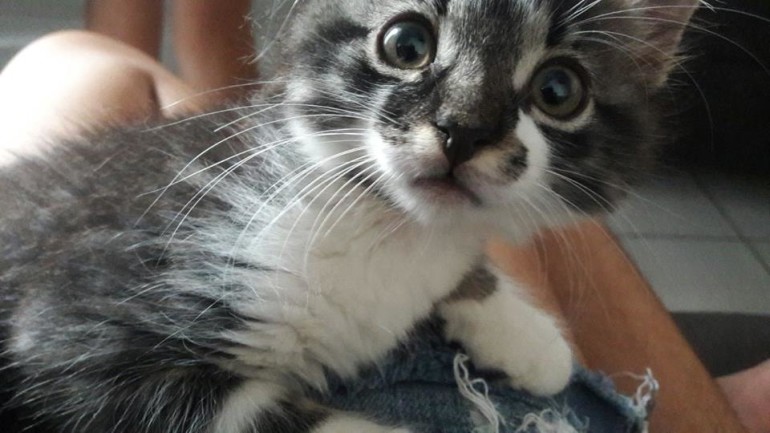 gato