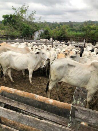 Ladrões tentam roubar 150 gados em São José dos Campos