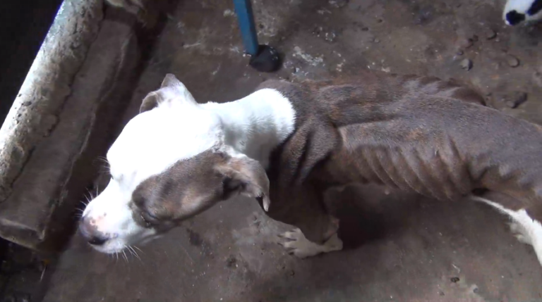 Estudante de Medicina Veterinária é presa por maus-tratos a animais em Taubaté