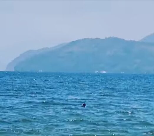 Tubarão é visto na praia de Ubatumirim em Ubatuba
