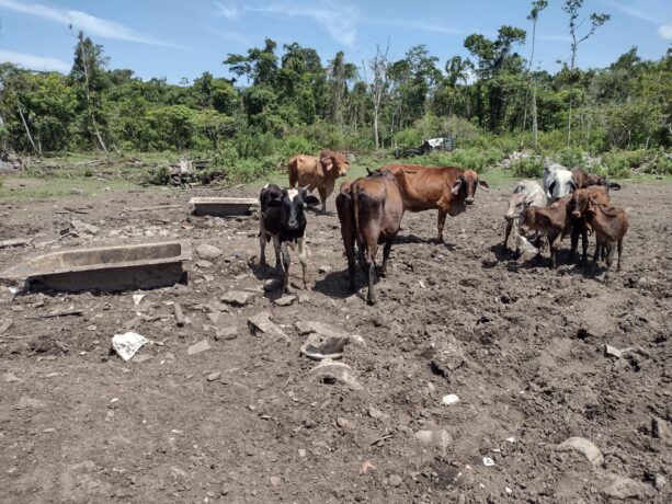 Animais em situação de maus tratos são resgatados em Caraguatatuba