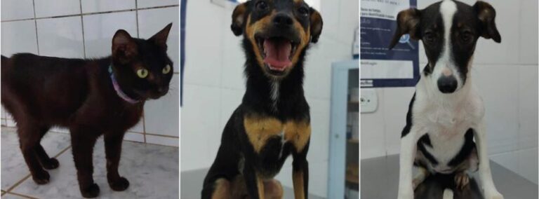 Caraguatatuba promove primeira feira de adoção de animais neste sábado (12)