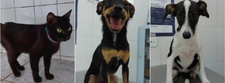 Caraguatatuba promove primeira feira de adoção de animais neste sábado (12)