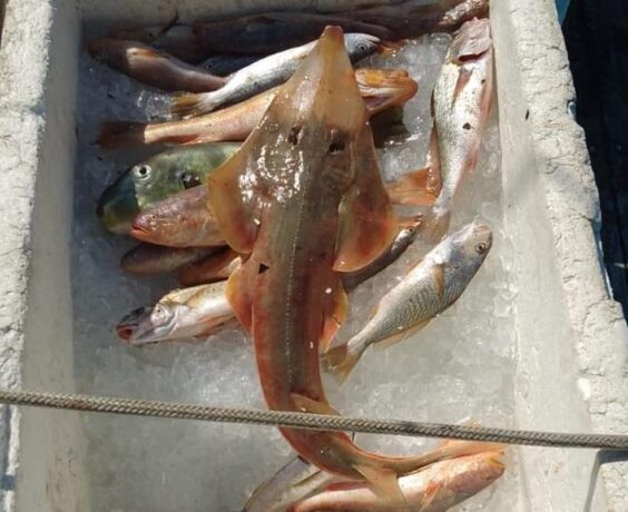 Pescador recebe multa de R$ 2 mil por pescar raia em risco de extinção em Ubatuba