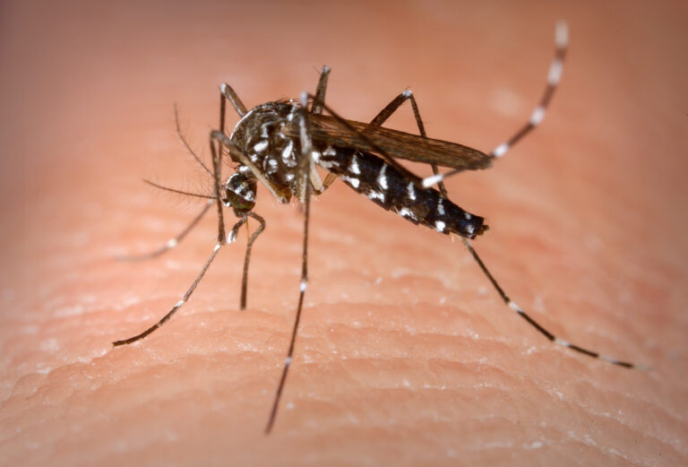 chikungunya-ubatuba-capa
