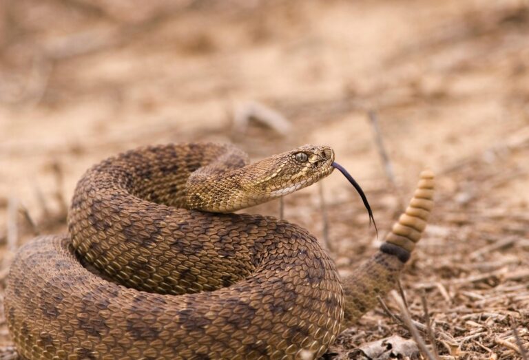 cobras cascavéis-cruzeiro-capa