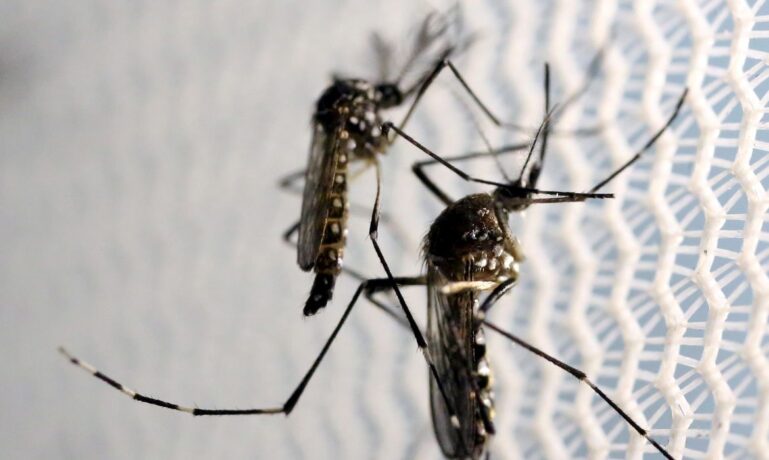 Mosquitos de Aedes aegypti