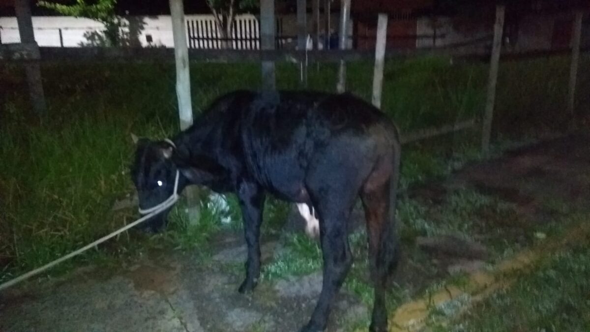 gado encontrado na estrada após furto