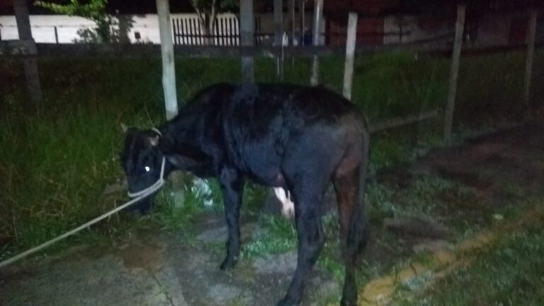 gado encontrado na estrada após furto