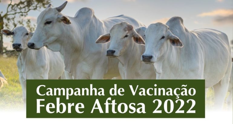 Campanha de vacinação contra a febre aftosa