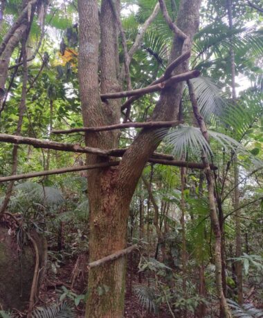Caçador é preso com armas e plantação de maconha em Ubatuba