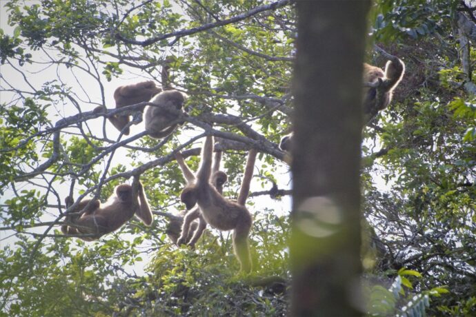 conservação de primatas em São José dos Campos
