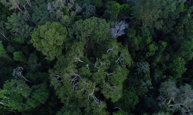 COP27 lista ações sustentáveis do Brasil