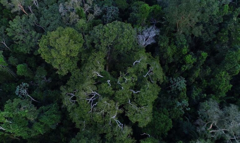 COP27 lista ações sustentáveis do Brasil