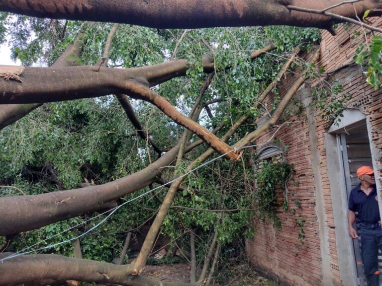 ventos fortes derrubam arvore em casa em Pindamonhangaba