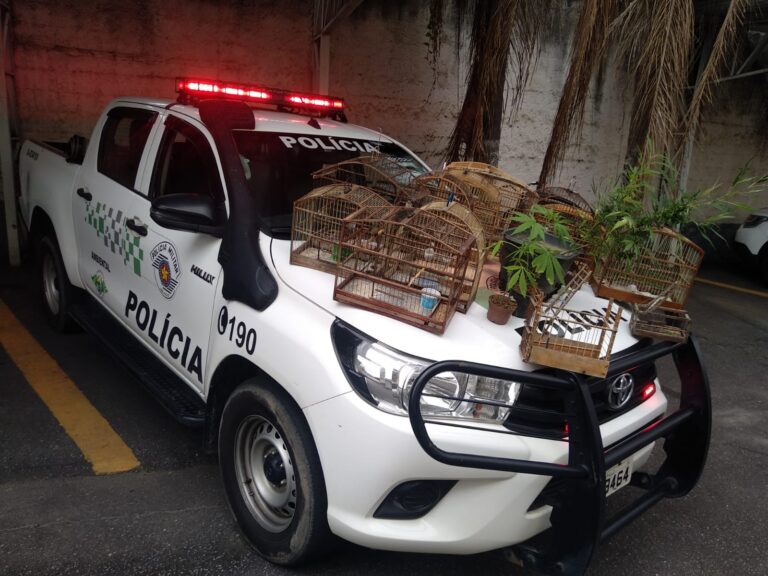 Aves e pés de maconha são apreendidos pela Polícia Ambiental em Pindamonhangaba
