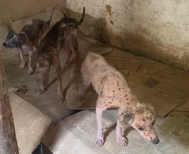 Homem é autuado pela PM Ambiental por maus-tratos a cães em Areias