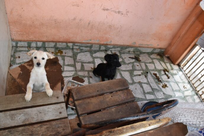 Homem é autuado pela Polícia ambiental por maus-tratos a cães e gatos em Lorena