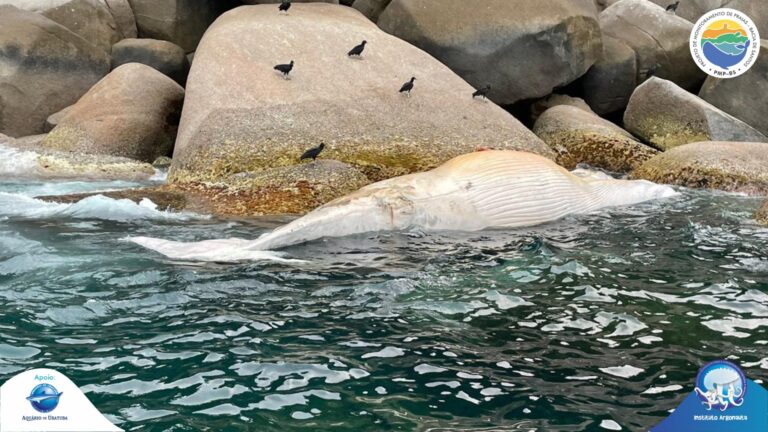 baleia-Ilha-Anchieta-Ubatuba-capa