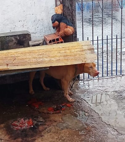 Pindamonhangaba realiza atividade de proteção animal