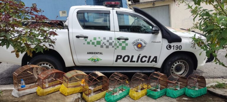 Aves são apreendidas pela Polícia Ambiental em Caçapava