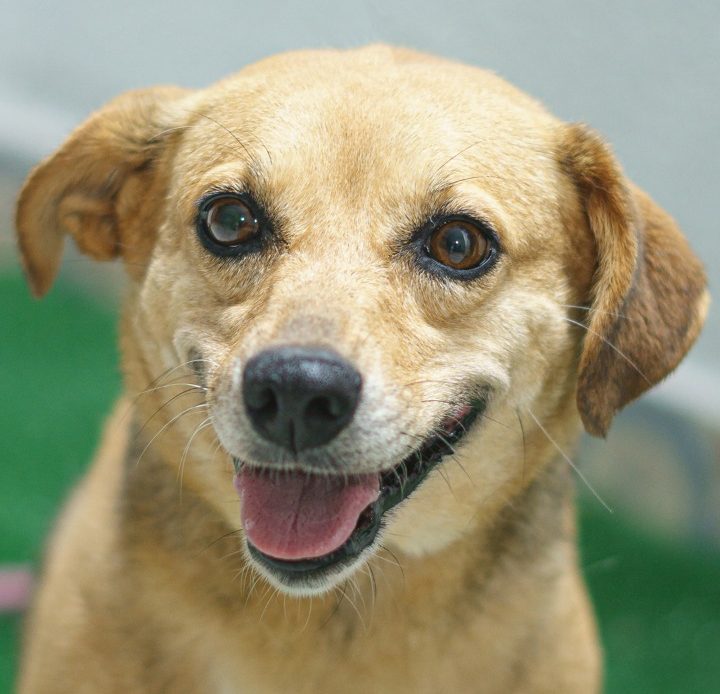 ONG faz feira de adoção com animais do CCZ neste sábado (14)
